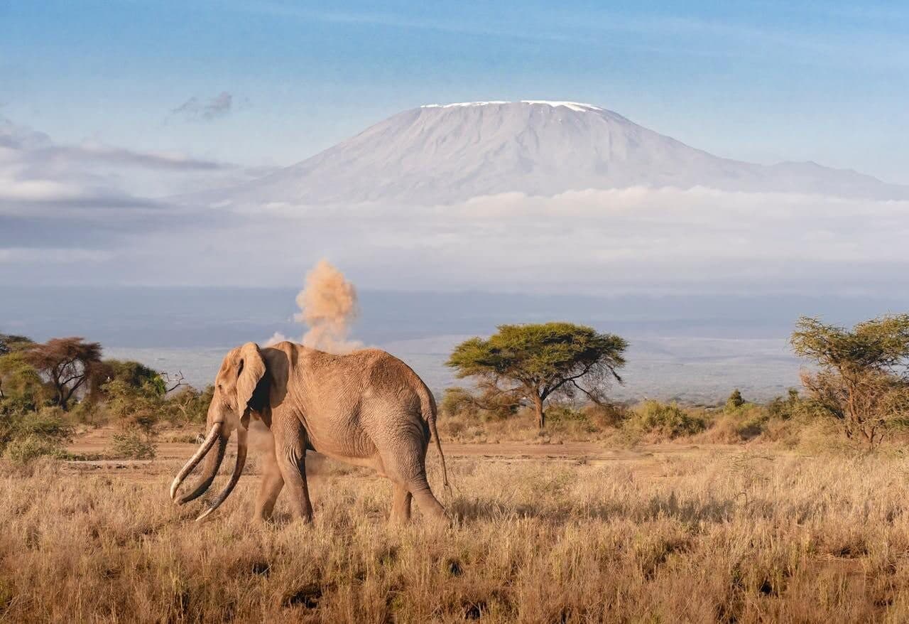 Elephant dans la savane, le Kilimandjaro en toile de fond