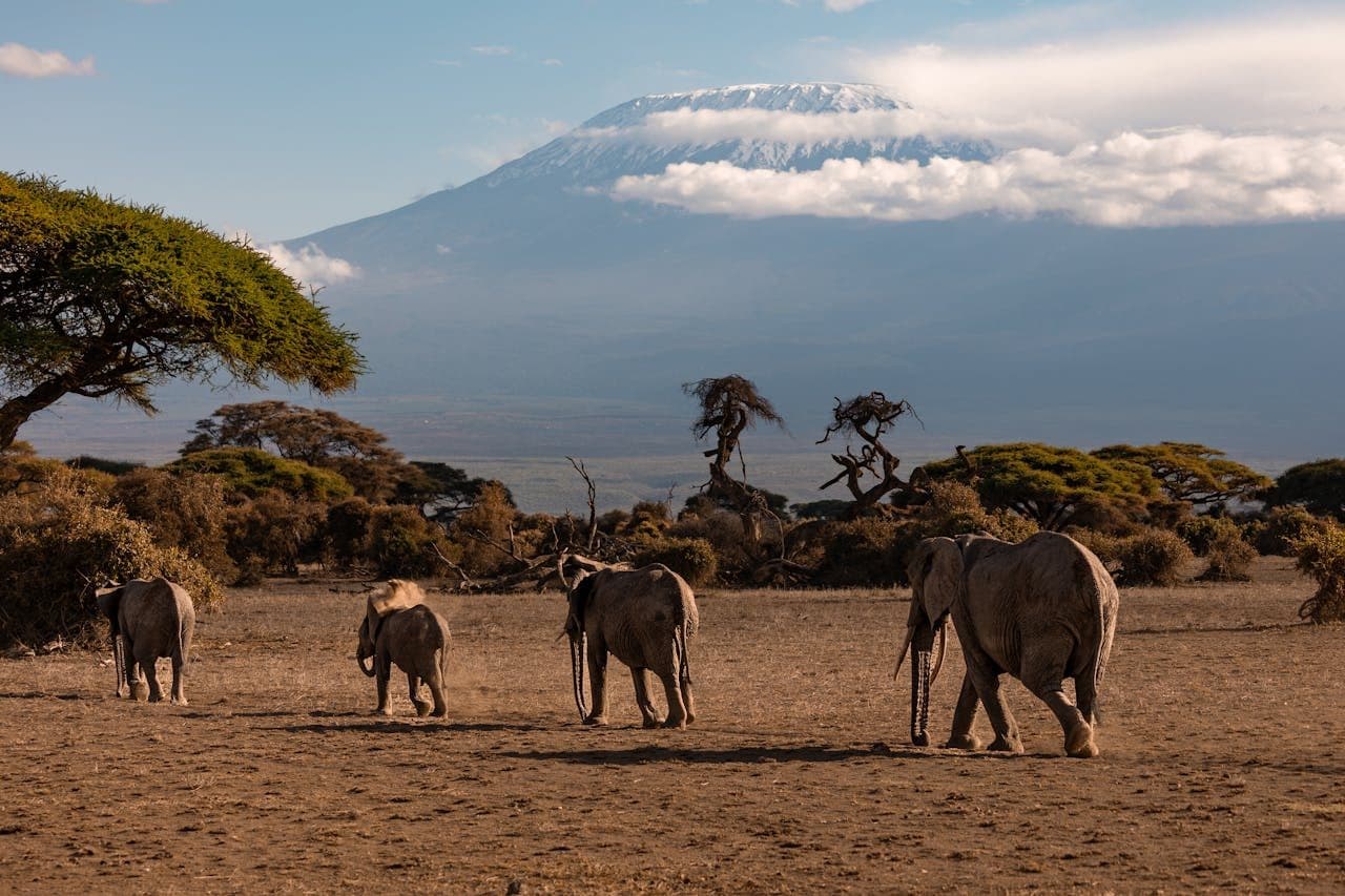 Troupeau d'elephants sous le Kilimandjaro