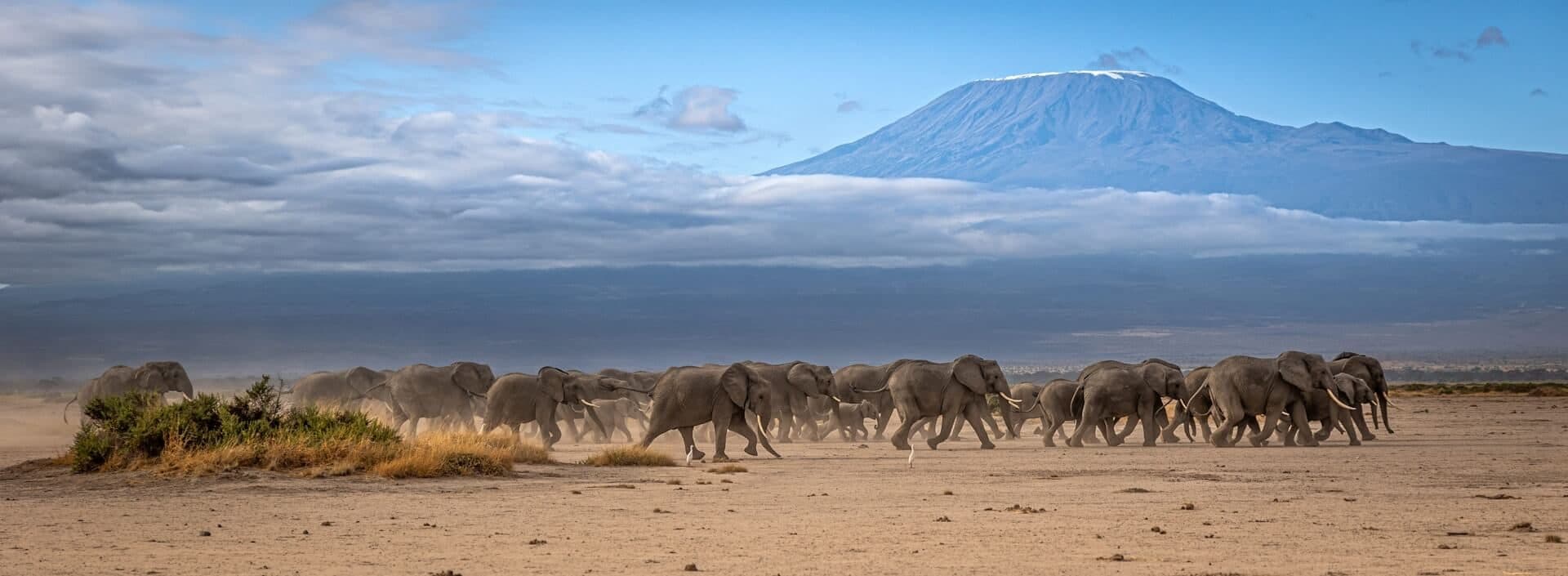 Panorama : elephants au pied du Kilimandjaro