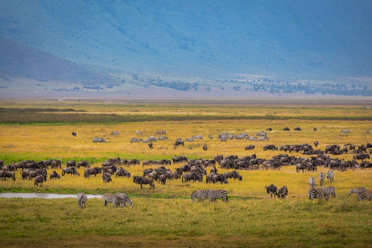 Immenses troupeaux dans les plaines du Serengeti