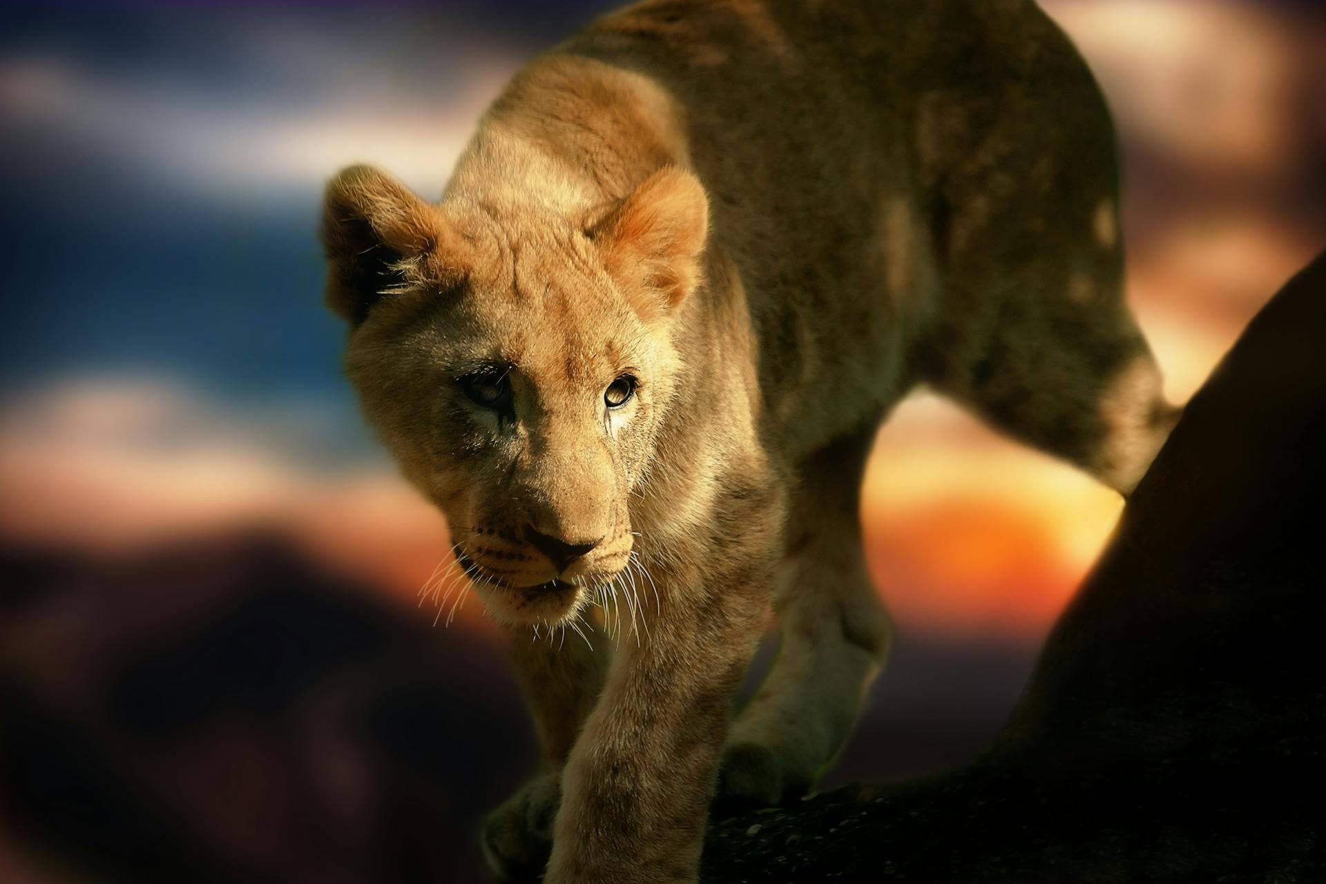 Lion cub walking in the twilight light